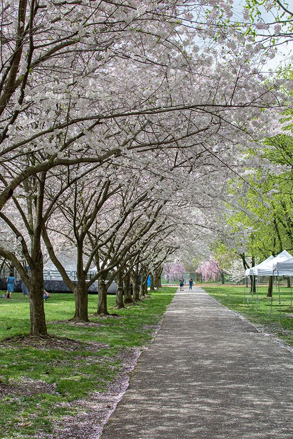 Cherry blossoms line the sidewalk.