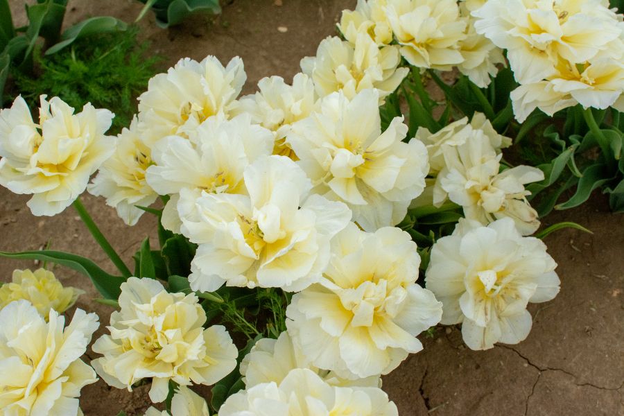 Delicate pale yellow tulips.