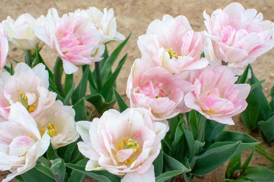 Delicate pink white tulips.