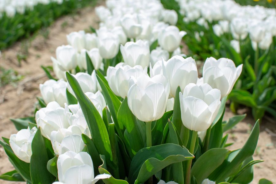 White tulips in the sun.