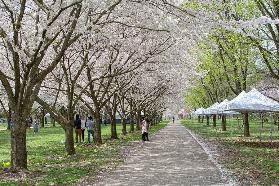 People picnic and enjoy the cherry blossoms in Philadelphia.