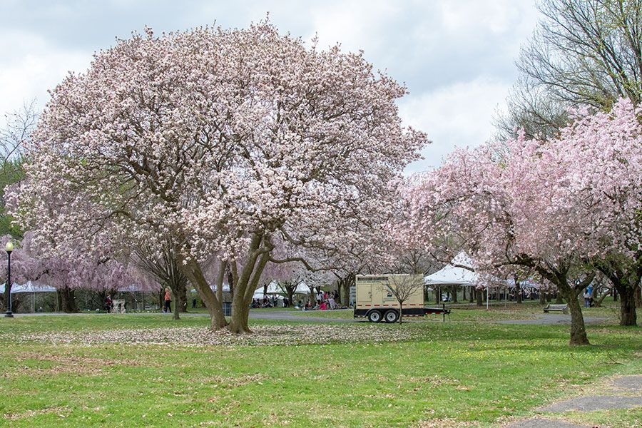 Flowering trees in Philadelphia's Fairmount Park.