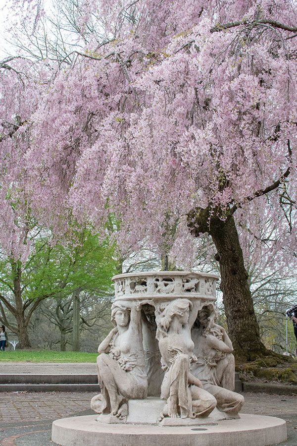 Pink cherry trees ring a sundial by Alexander Stirling Calder.