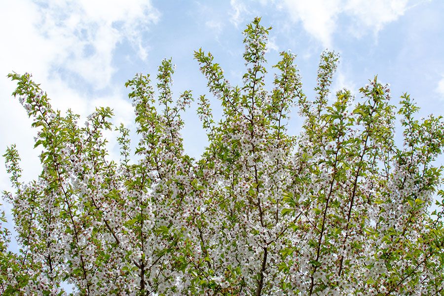 The tops of blooming cherry trees.