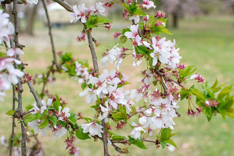 Cherry blossoms close up.