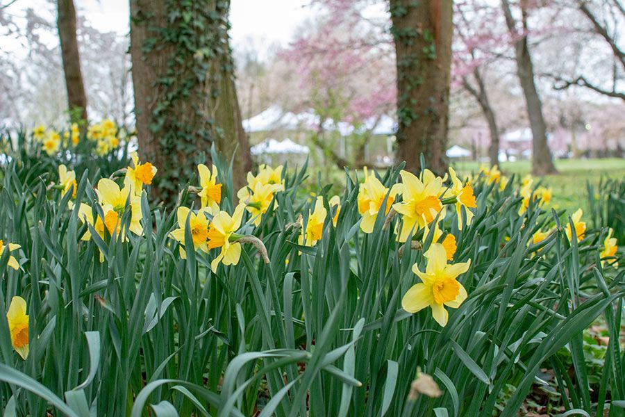 Daffodils in Fairmount Park.