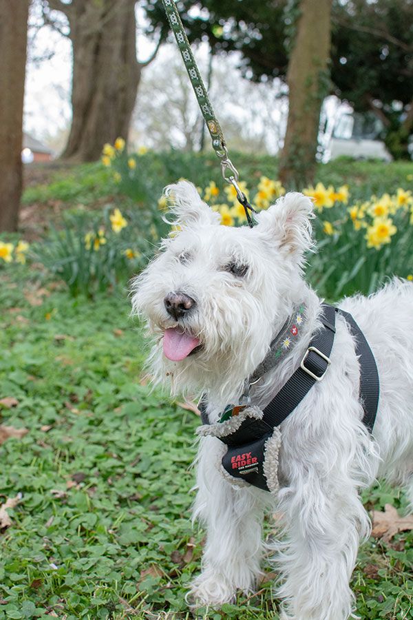 Fairmount Park is dog-friendly!