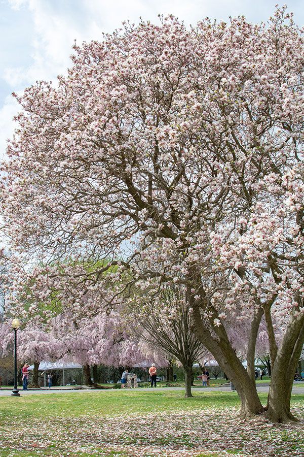 Blooming magnolia trees in Philly's Fairmount Park.