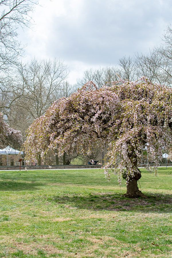 Weeping cherry trees in Fairmount Park.