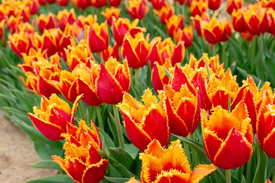 A field of fringed orange and yellow tulips.