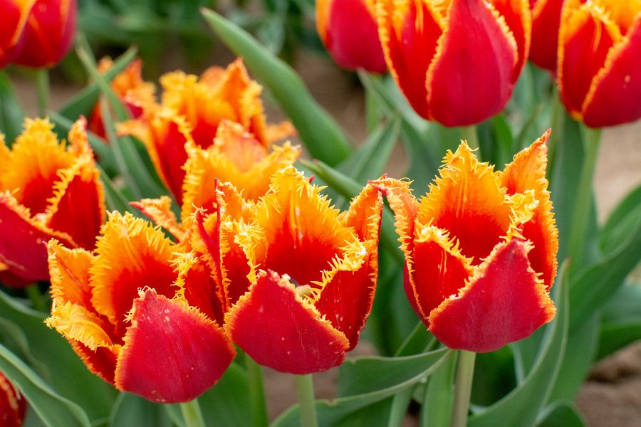 A close up of a fringed orange and yellow tulip.