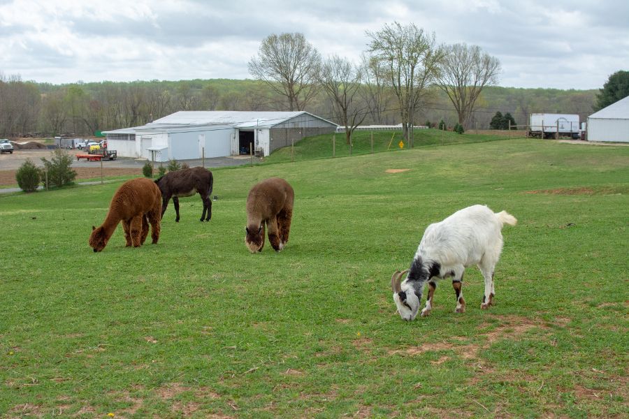 Goats, alpaca, and other animals at Holland Ridge Farm.