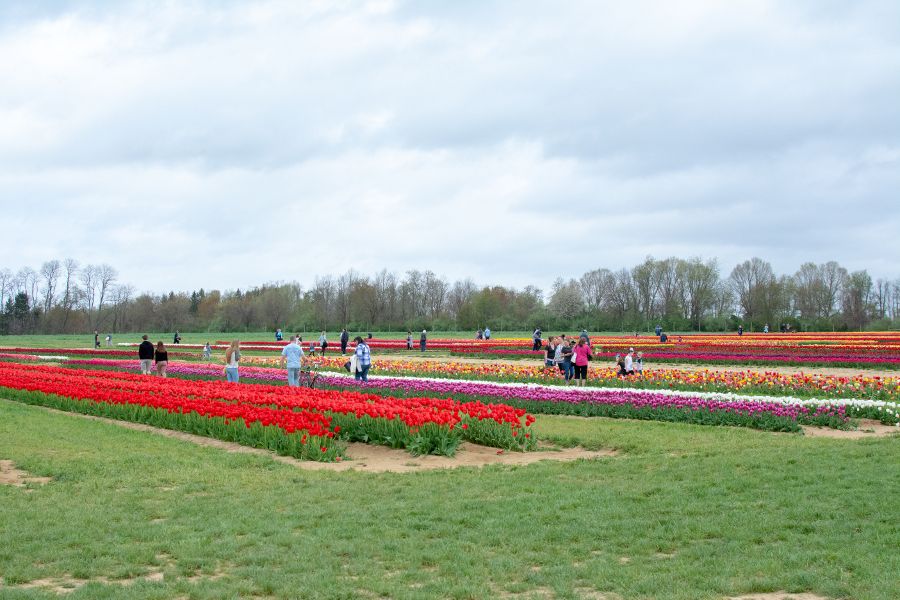 Acres of tulip fields at the Holland Ridge Farms Tulip Festival in New Jersey.