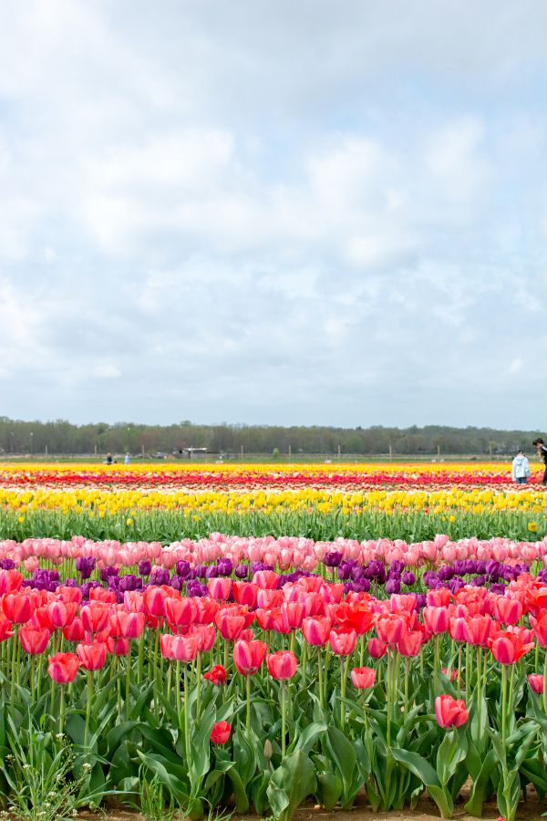 Tulip fields at the Holland Ridge Farms Tulip Festival in New Jersey.