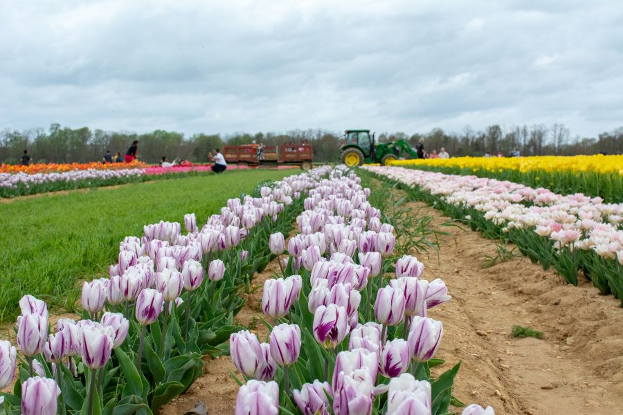 A tractor pulls a hayride behind a field of purple and white tulips.