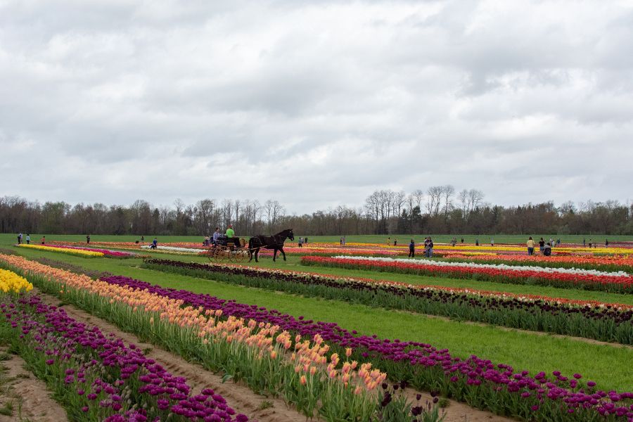 A horse drawn carriage goes through a field of tulips.