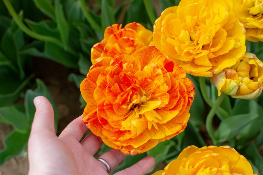 Larger than your hand: orange and yellow tulips.