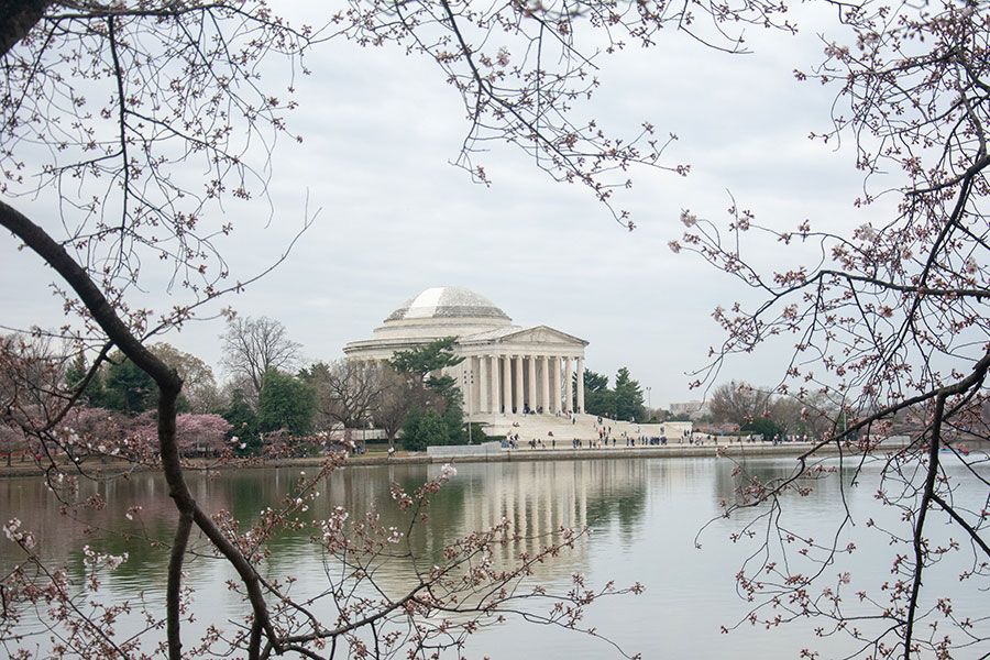 Washington DC cherry blossoms frame a view of the Jefferson Memorial.