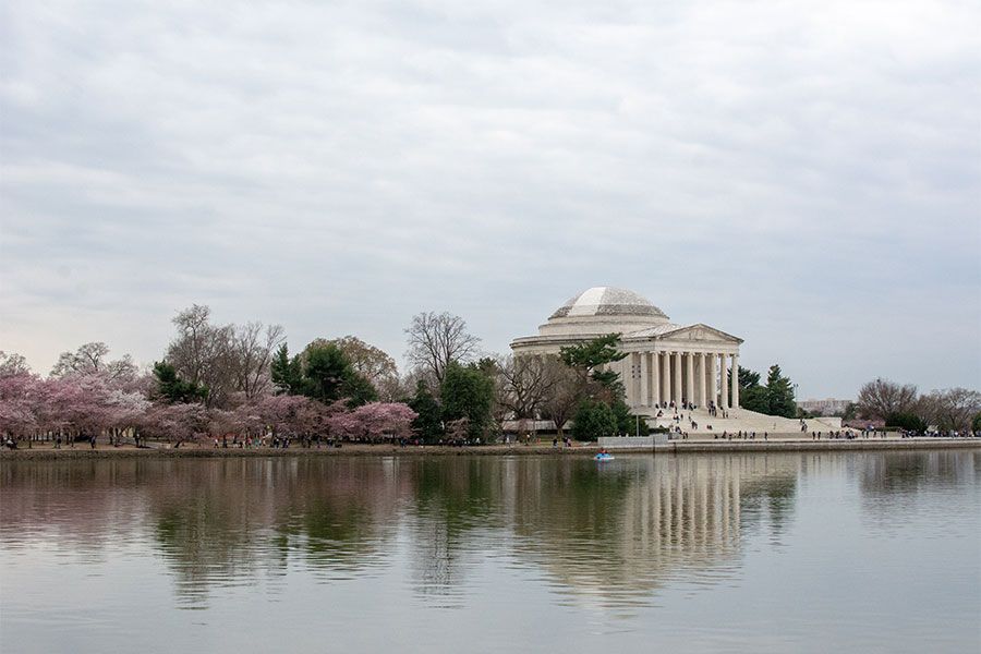 The Jefferson Memorial nestled among Washington DC cherry blossoms.