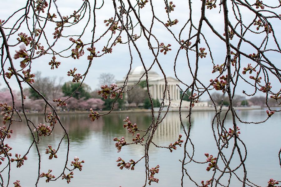 A view of the Jefferson Memorial across the Tidal Basin through a wall of Washington DC cherry blossoms.