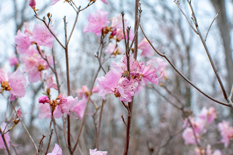 A bee visits a new bloom at the National Arboretum.