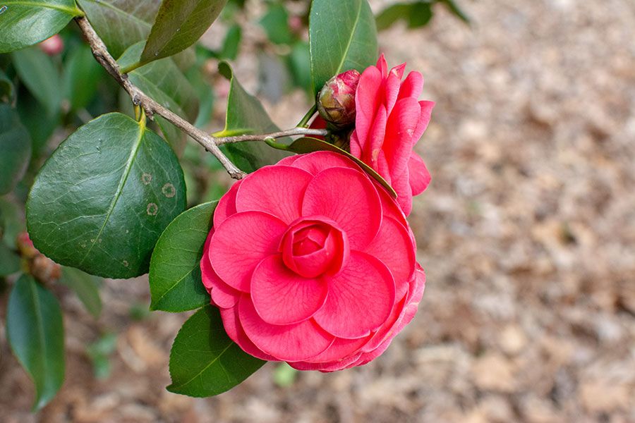 A camellia bloom at Washington, DC's National Arboretum.