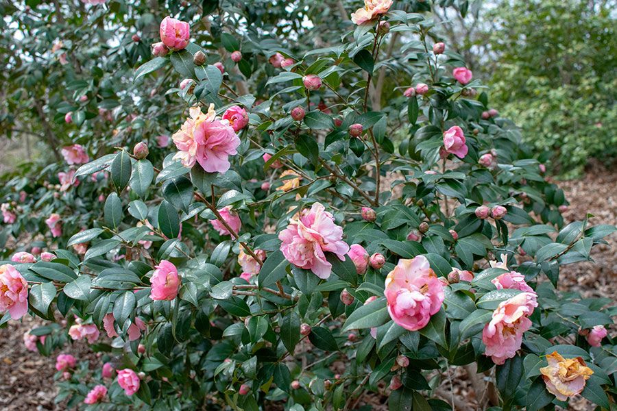 A camellia tree in bloom at Washington, DC's National Arboretum.