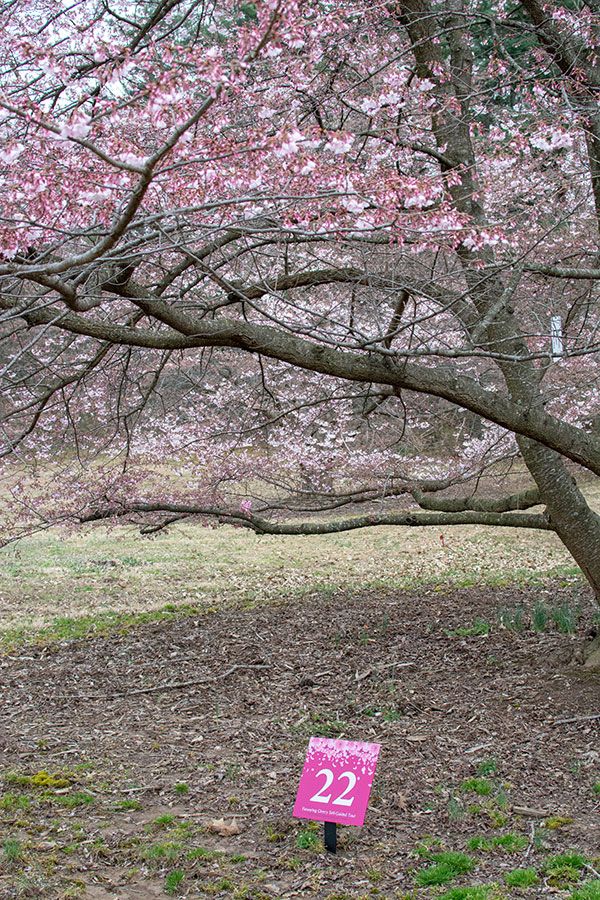 A sign shows a stop on the National Arboretum cherry blossom tour. The Arboretum's tour is a great way to avoid the crowds for Washington DC cherry blossoms.