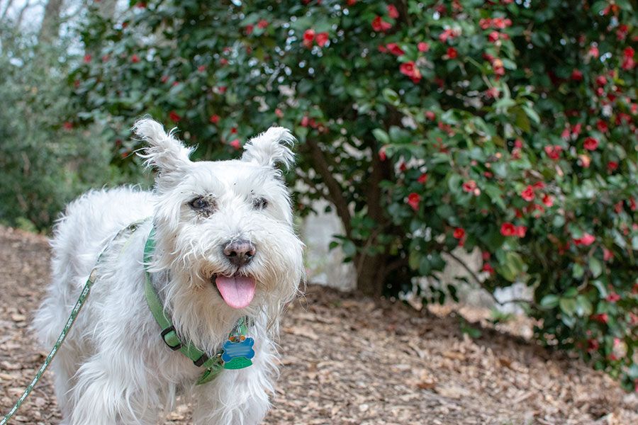 The National Arboretum is another dog-friendly spot in Washington, DC and a great spot to find spring blossoms!