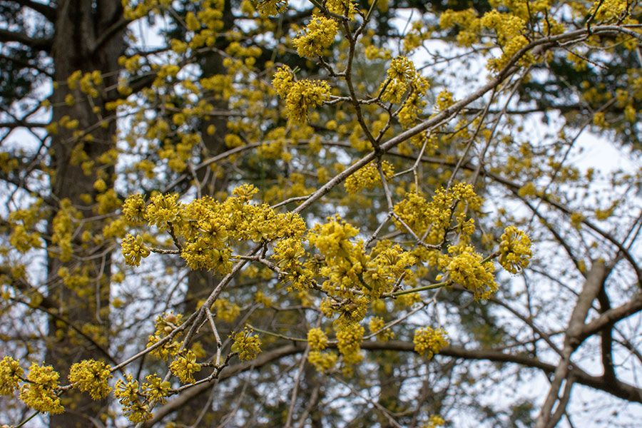 Green blooms at the National Arboretum in Washington, DC.