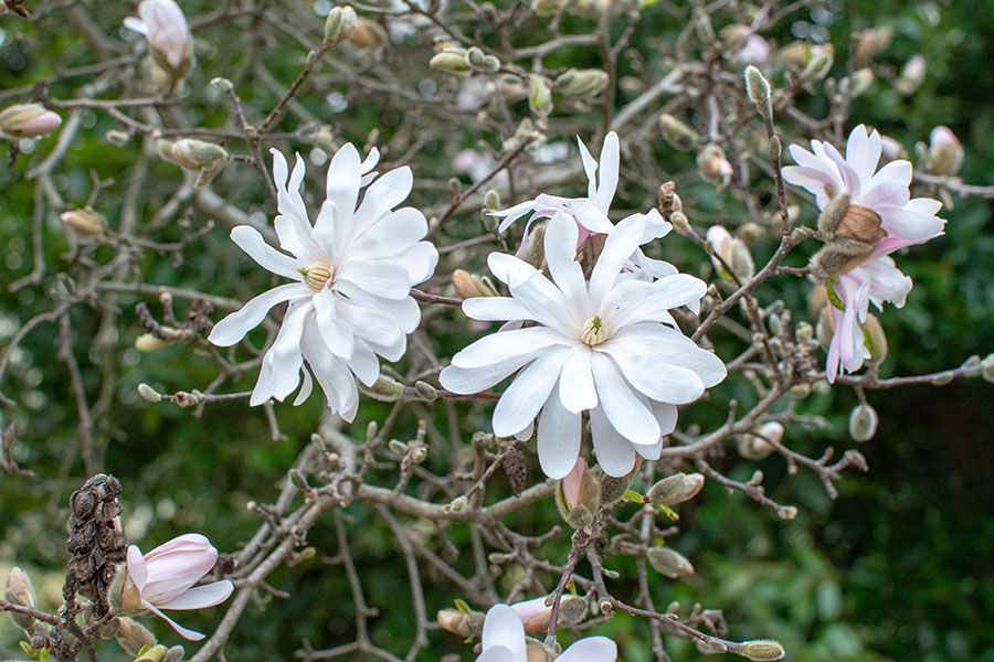 White magnolias in bloom at the National Arboretum in Washington, DC.