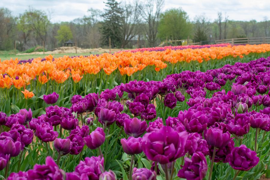 A field of orange and purple tulips.