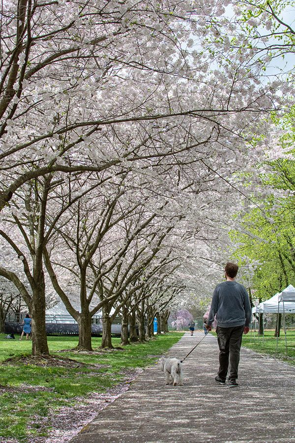 Seeing the cherry blossoms in Fairmount Park is dog-friendly.