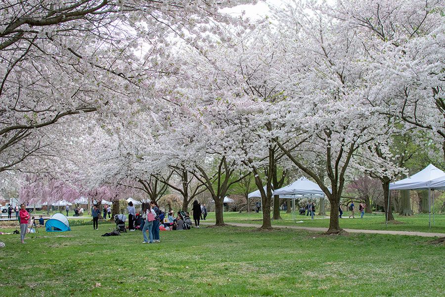 Flowering cherry trees in Philadelphia's Fairmount Park.