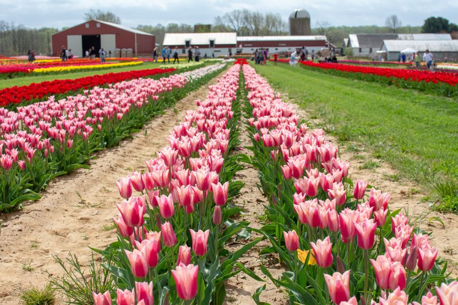 You'll You're in New Jersey Holland Ridge Farms Tulip Festival