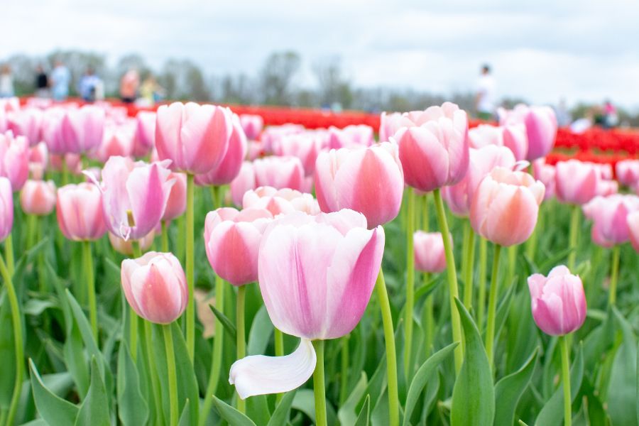 Delicate pink tulips, with petals dangling.