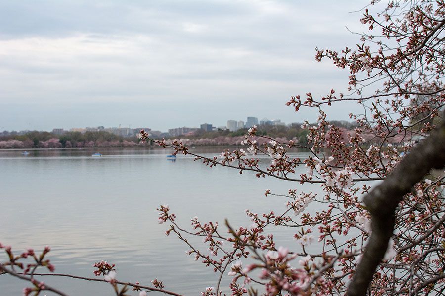 Cherry trees ring the Tidal Basin in Washington, DC.