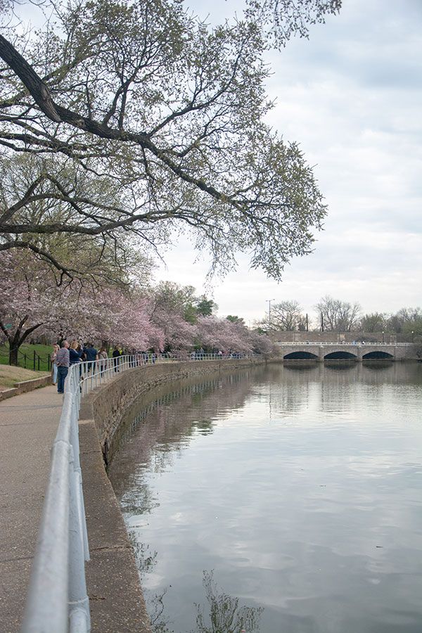 Cherry blossoms line the sidewalk along the Tidal Basin.