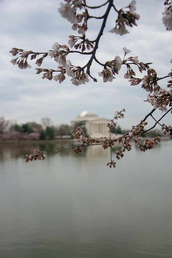 Looking across the Tidal Basin at the Jefferson Memorial during Washington, DC cherry blossom season.