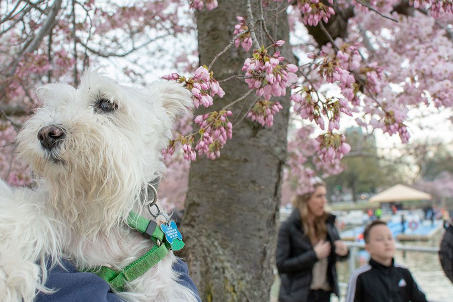 Dogs are welcome along the Tidal Basin, especially during the cherry blossom season.