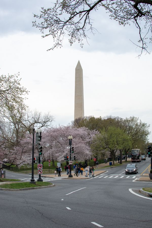 Cherry blossoms surround the Washington Memorial on the National Mall.