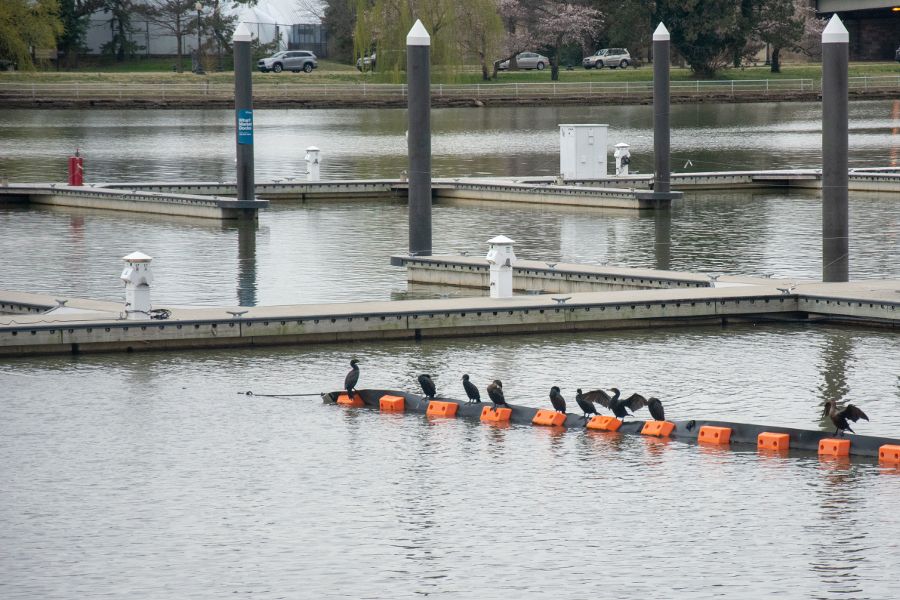 Birds sit in the middle of the Potomac River along the DC waterfront.