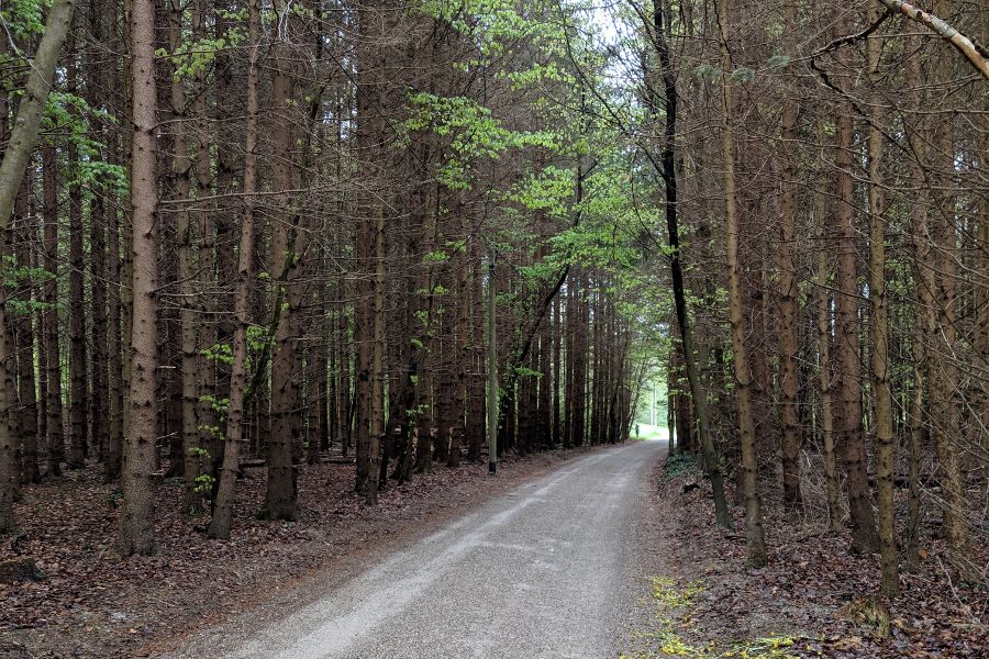 A wooded trail in Herrsching, Germany.