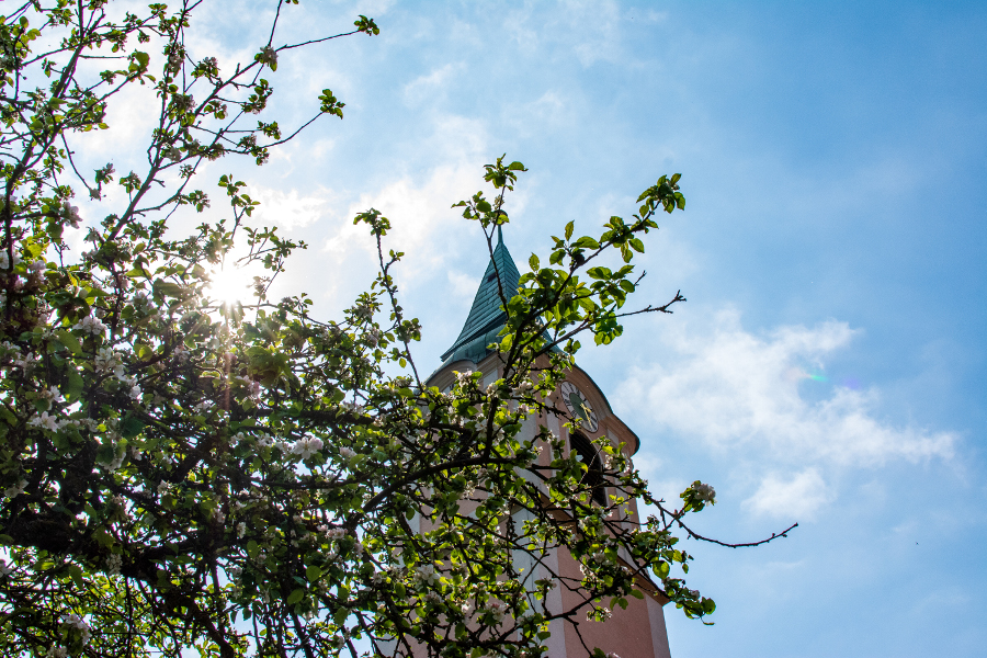 A steeple peeks out from behind a flowering tree in spring at Kloster Weltenburg.