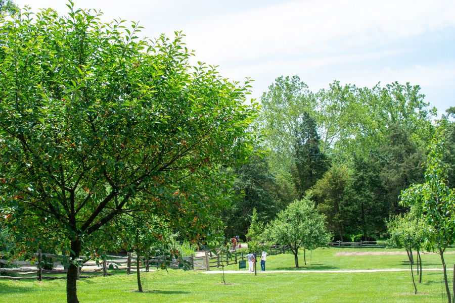 Looking across the fruit garden at Mount Vernon.