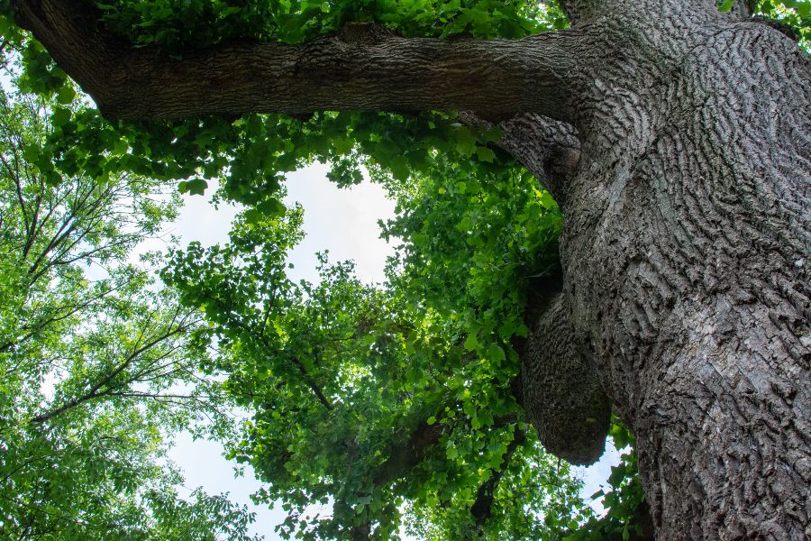 A look up at a historic tulip poplar planted by George Washington.