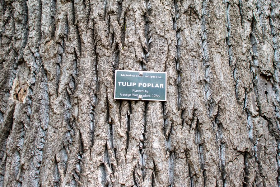 The label of a tulip poplar tree planted by George Washington.