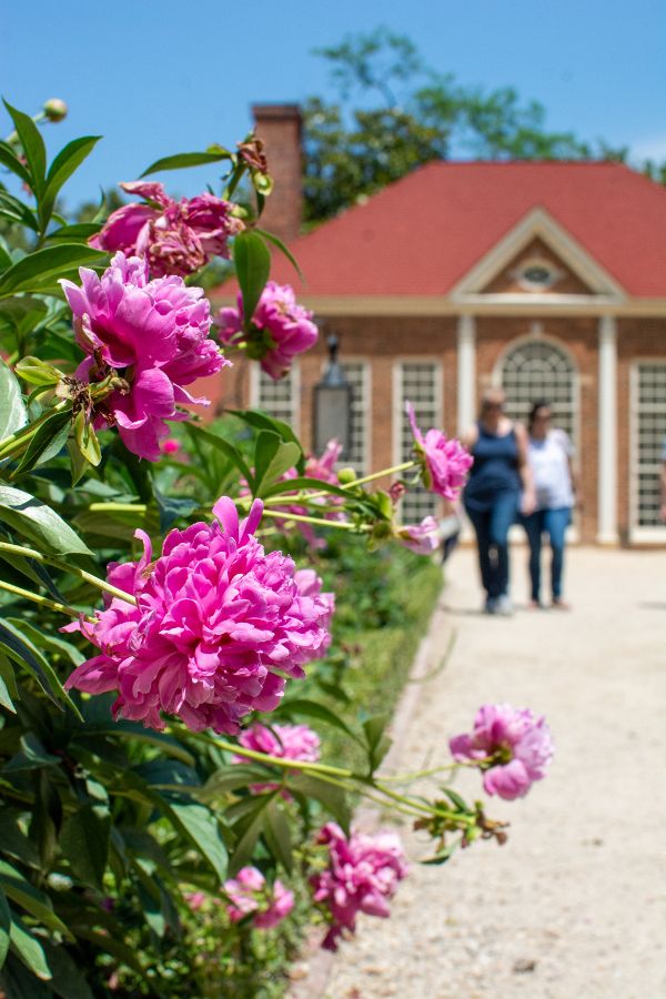 Flowers in the Upper Garden at Mount Vernon.