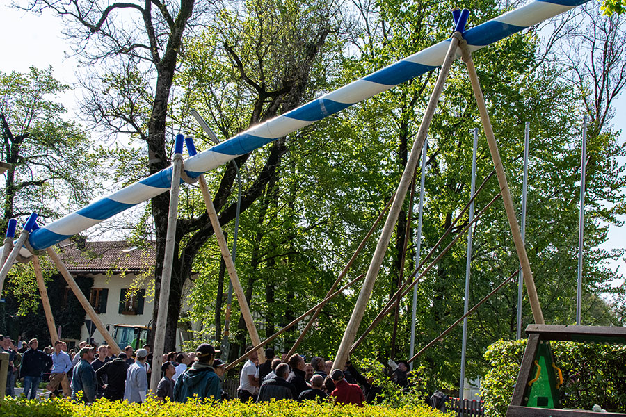 Aying's Burschenverein celebrate May Day by lifting a Maypole into position in this longstanding German tradition.