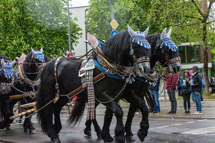 Horses pull the Augustiner parade float through the streets of Munich towards the Theresienwiese.